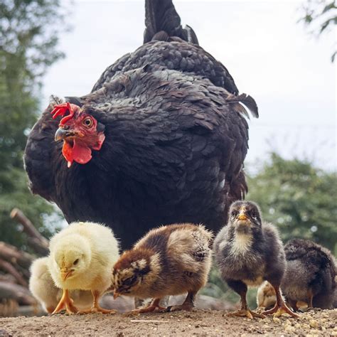Do Chickens Have Lips? | Chicken Facts - Chicken & Chicks Info