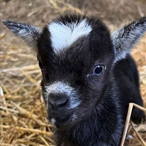 Baby Goats For Sale Charlotte Nc at Joy Herman blog