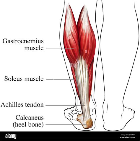 Tendão De Aquiles Anatomia - FDPLEARN