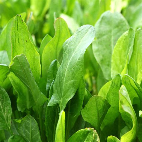 Large Leaf Sorrel Herb Garden Seeds - 4 Oz - Non-GMO, Heirloom Herbal ...