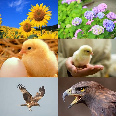 Image result for Springy Music