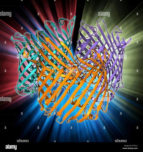 Cell Membrane Transport High Resolution Stock Photography and Images ...