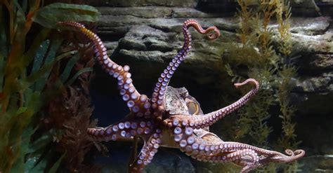 Image result for Octopus Escapes