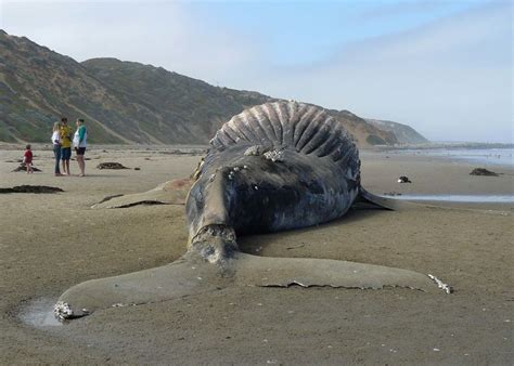 Shocking Whales Exploding Moments 的图像结果