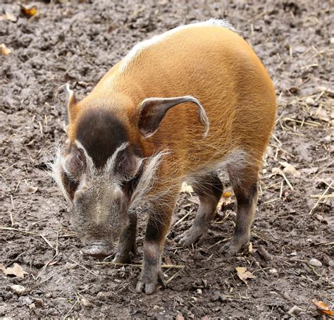 Sus genus or the family of pigs – See Animals Wild
