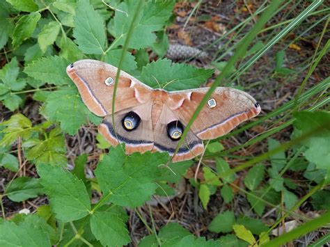 Cyclops Caterpillar
