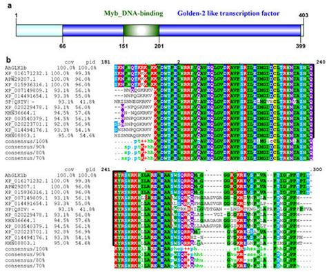 Ectopic Expression of AhGLK1b (GOLDEN2-like Transcription Factor) in ...
