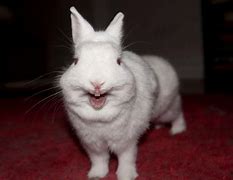 Image result for Bunnies Yawning