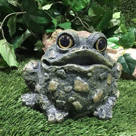 Image result for Toad Croaking Sound