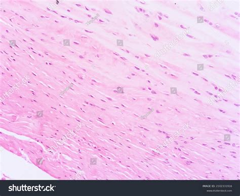 Picture Human Histology Tissue Stock Photo (Edit Now) 2102331916