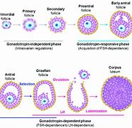 Image result for Follicles and Ovulation