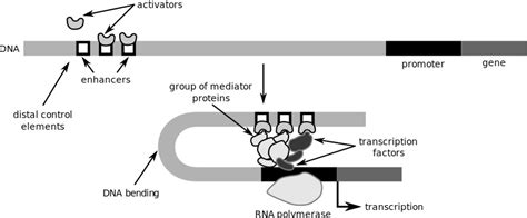 Image result for Positive and Negative Control Gene Regulation