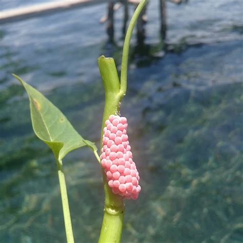 Mystery Snail Eggs