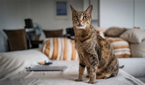 Rezultat imagine pentru Wild Savannah Admin Script