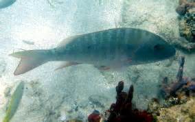 Image result for Mutton Snapper