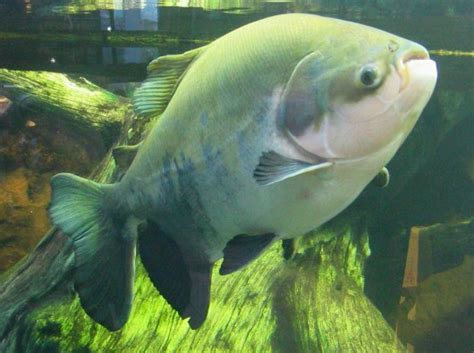 Pacu em lago brasileiro utilizado para pesca esportiva