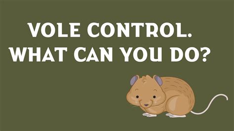 How Do I Get Rid of Voles? - Yard Guard Lawn and Tree Care