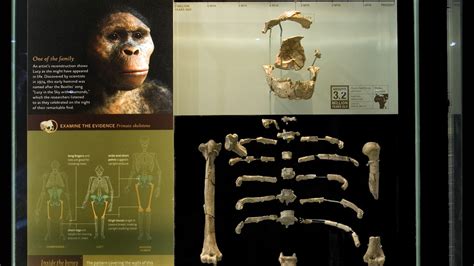 Lucy | AMNH