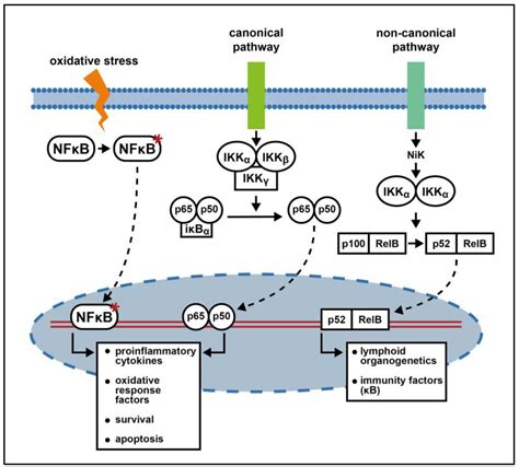 Revisiting Neuroblastoma: Nrf2, NF-κB and Phox2B as a Promising Network ...