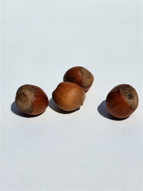 Image result for Hazelnut in Shell