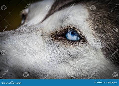 Blue eyes Siberian Husky stock photo. Image of black - 42333274