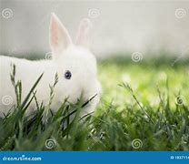Image result for Baby Bunny White Grey