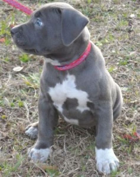 Rassehunde Pit Bull Kleinanzeigen | Rassehunde Pit Bull Annoncen ...