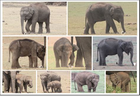 Asian elephant cubs show handedness in trunk behaviour earlier than ...