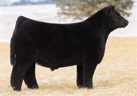 2024 Sire Directory by American Maine-Anjou Association - Issuu