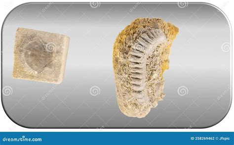 Image result for Round Shell Fossil