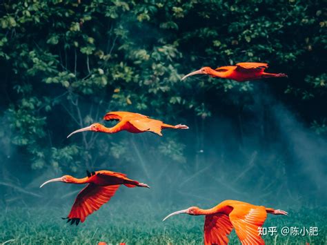 Omac 750s 的图像结果