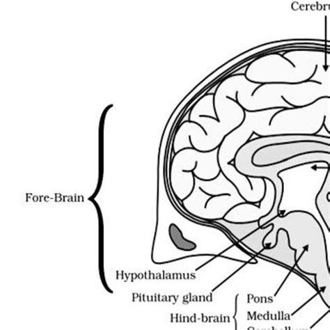 Function of human brain for class Say me definition for all of these ...