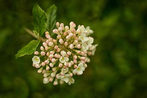 12 Species of Viburnum Shrubs