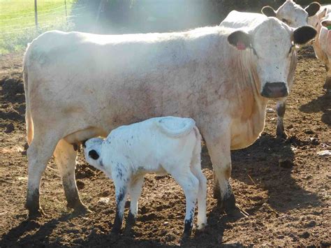 Rolling Hills Cattle Co. | British White Cattle | Using livestock to ...