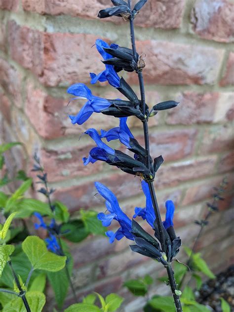 Buy Salvia guaranitica 'Black and Blue' from Shire Plants