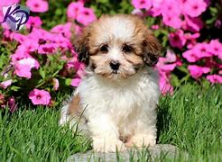 Image result for Cutest Shih Tzu in the World