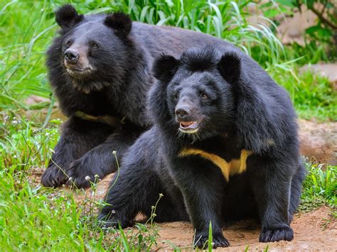 काले क्यों नहीं होते हैं सभी ‘काले भालू’? - all black bears are not ...