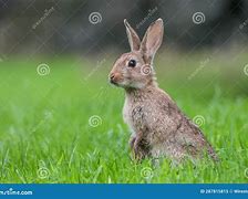 Image result for Rabbit in Baxk Yard at Dusk