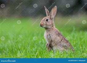 Image result for Rabbit Screamimg