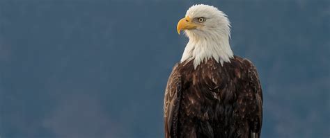 Download wallpaper 2560x1080 eagle, bird, predator, beak, glance dual ...