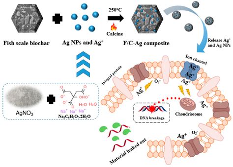 Synthesis and Characteristics of a Fish Scale-Based Biochar–Nanosilver ...