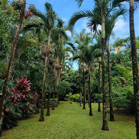 MAIRE NUI GARDENS & CAFE (2026) All You Need to Know BEFORE You Go ...