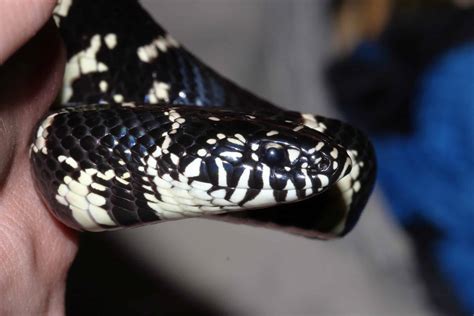 How King Snakes Hunt and Devour Venomous and Non-Venomous Snakes Alike