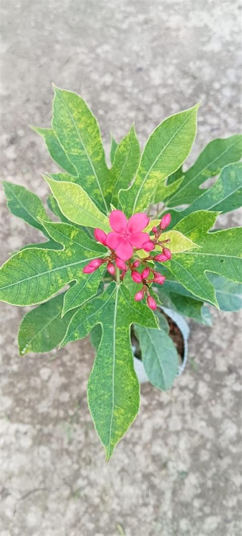 GreenCaart Pink Jatropha Flower Healthy Live Plant Pack of 1 Plant ...