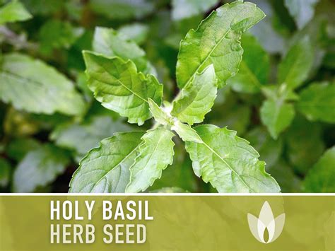 Holy Basil Seeds