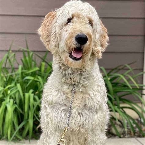 Goldendoodle Lifespan: How Long Do Goldendoodles Live?