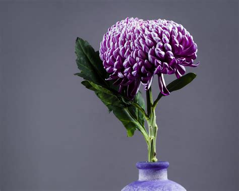 Download wallpaper 1280x1024 chrysanthemum, flower, vase, purple ...