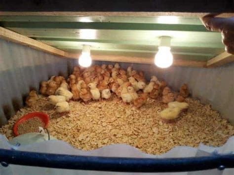 Chicken Brooder Ideas 的图像结果