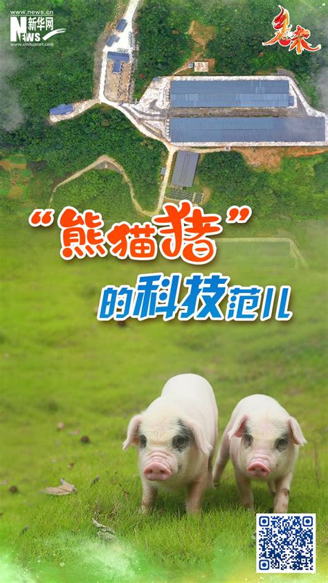 乡味 | 重庆荣昌：“熊猫猪”的科技范儿