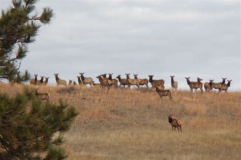 Wind Cave National Park and South Dakota Game, Fish and Parks Seek ...